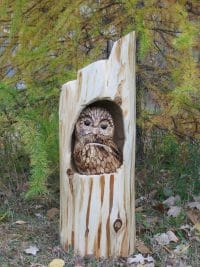 Peek-A-Boo Owl